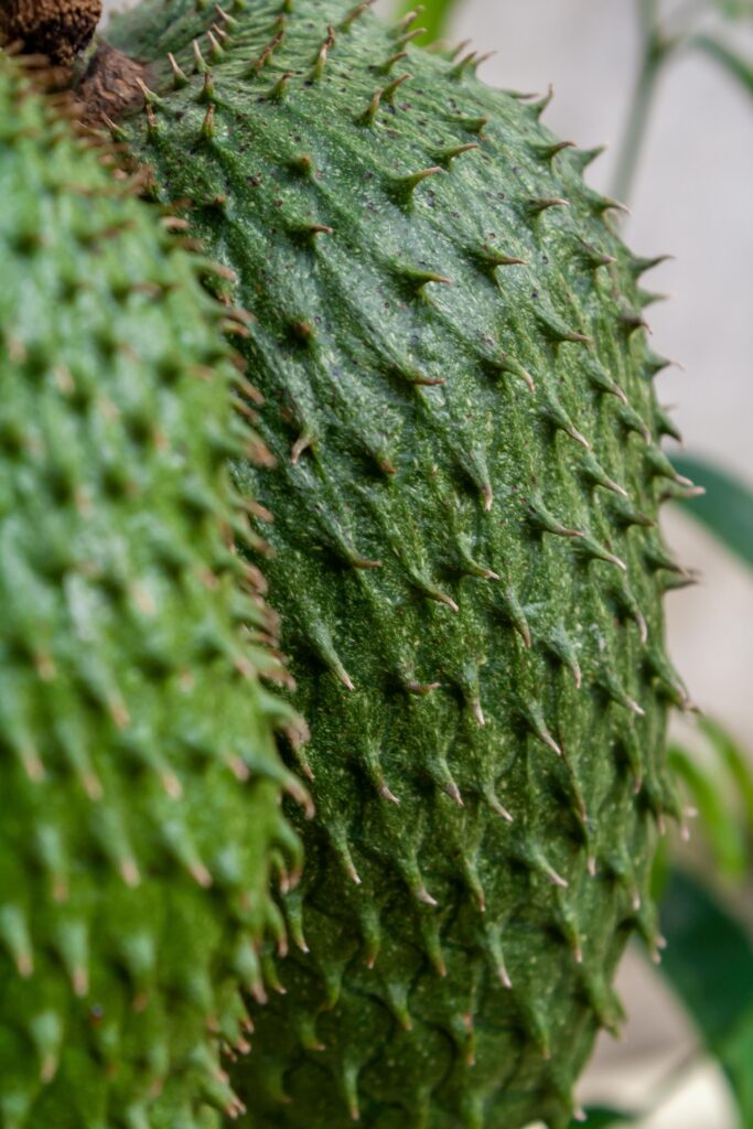 Detailed close-up of a fresh soursop fruit displaying its unique spiky texture.